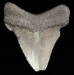 Bargain Megalodon Tooth - South Carolina #47242-1